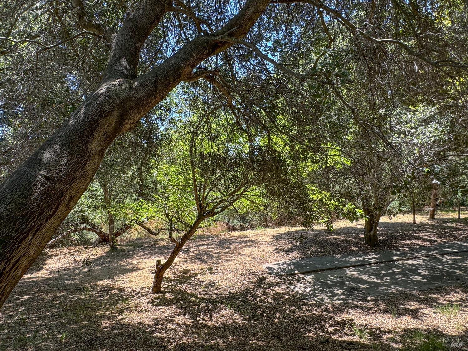49 Ramon Street Sonoma, CA 95476 - Photo 38 of 39 a view of tree