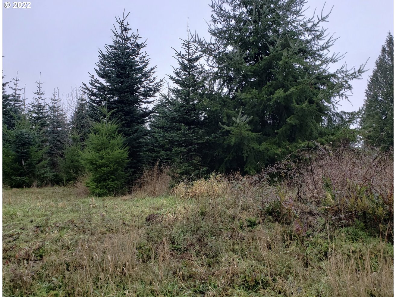 Andy Thomas Road Rainier, OR 97048 - Photo 1 of 9 a view of a dry yard with green space