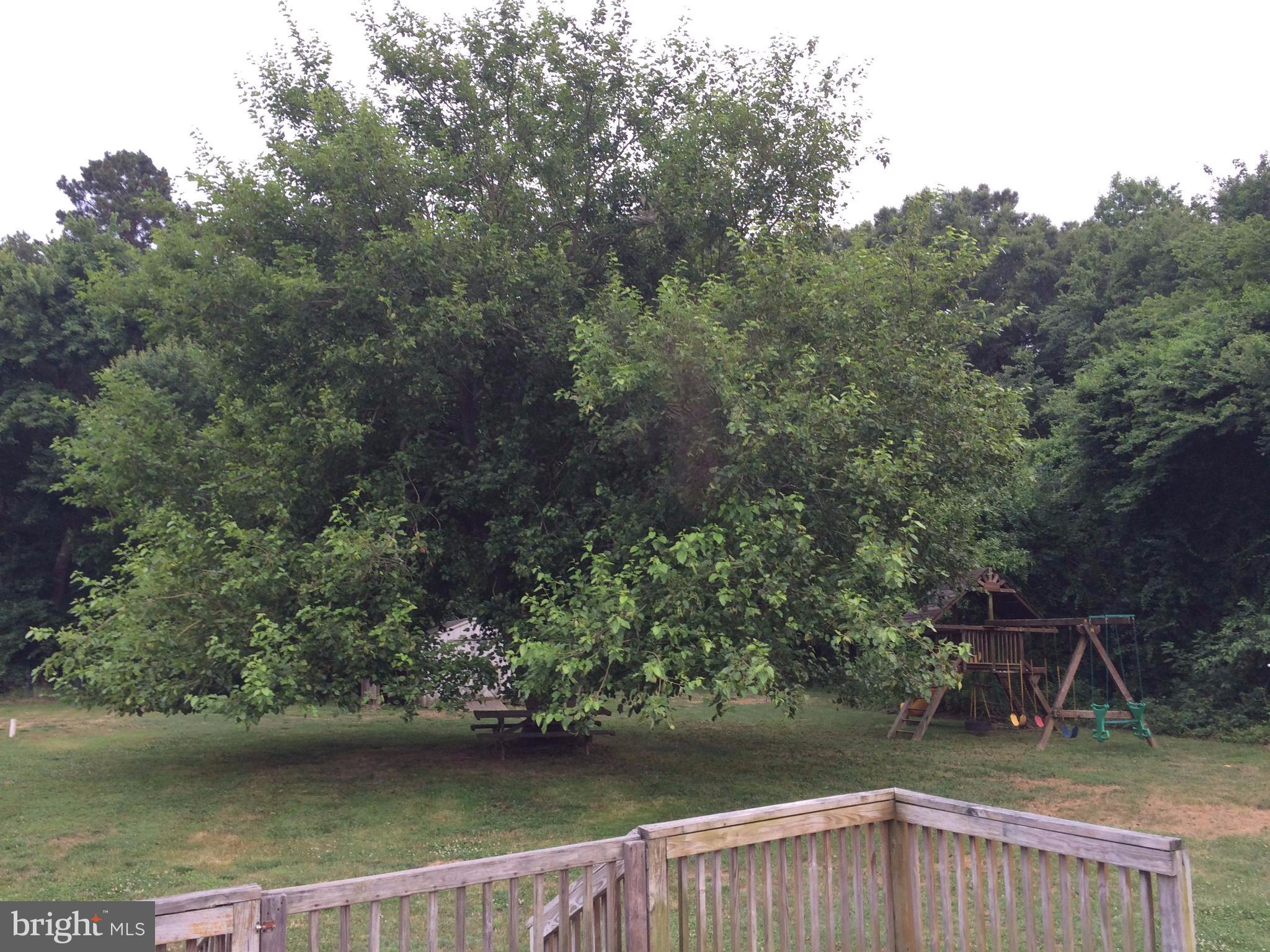 11563 Ridgely Road Ridgely, MD 21660 - Photo 23 of 30 View of Backyard from your Deck