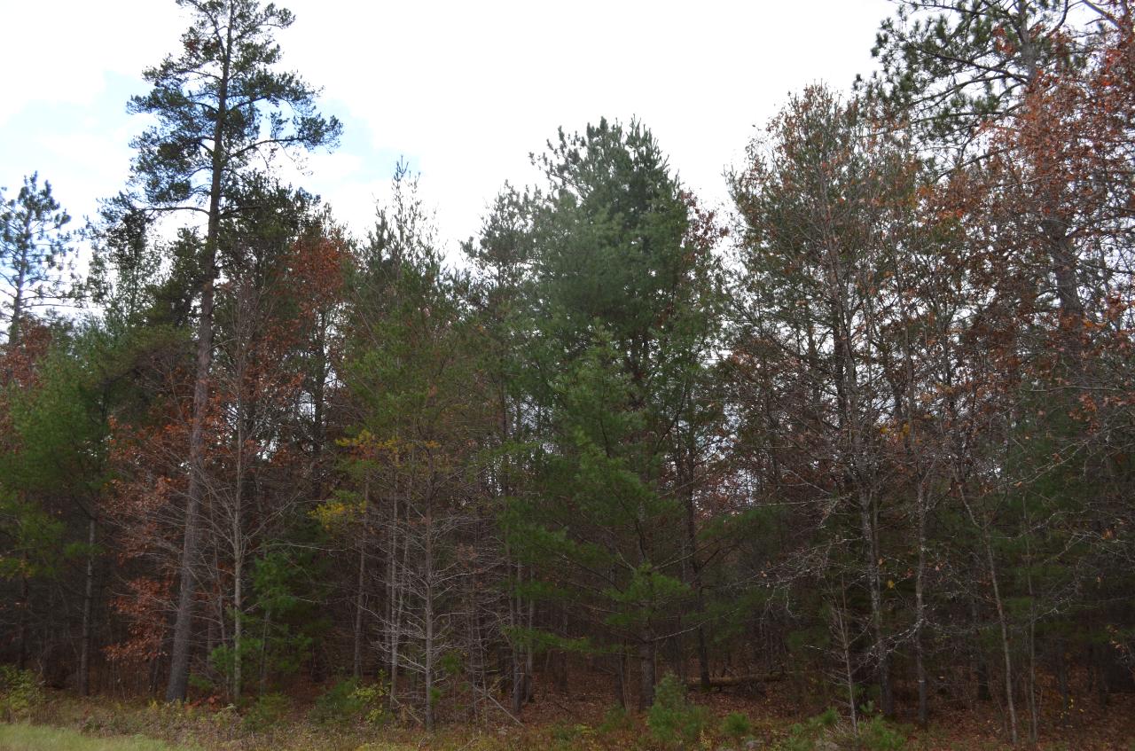 8 Ralph Lane Tomahawk, WI 54487 - Photo 3 of 7 Gallery Image 3