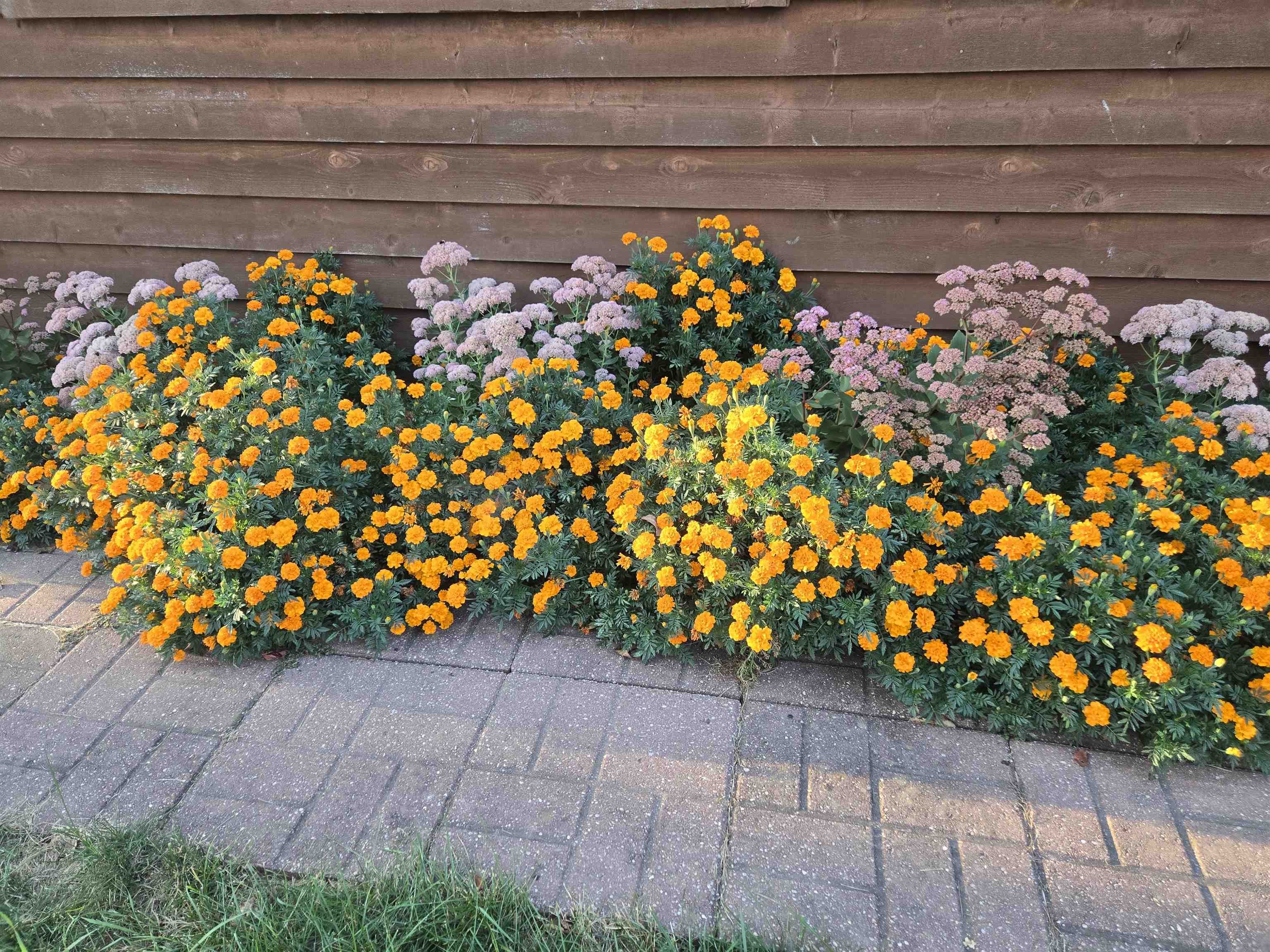 17065 Highway 64 Polo, IL 61064 - Photo 9 of 26 a view of a bunch of flowers