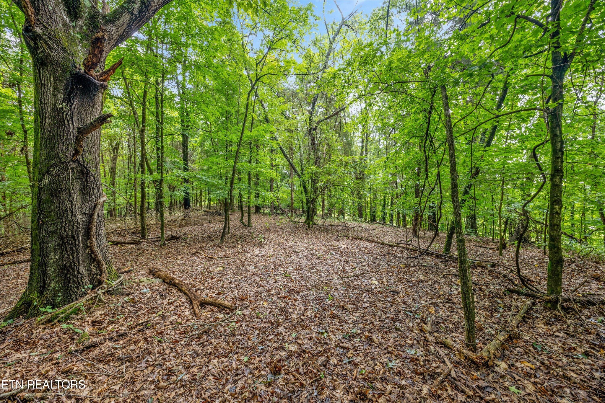 0 Sugarlimb Road Loudon, TN 37774 - Photo 4 of 13 Gallery Image 4