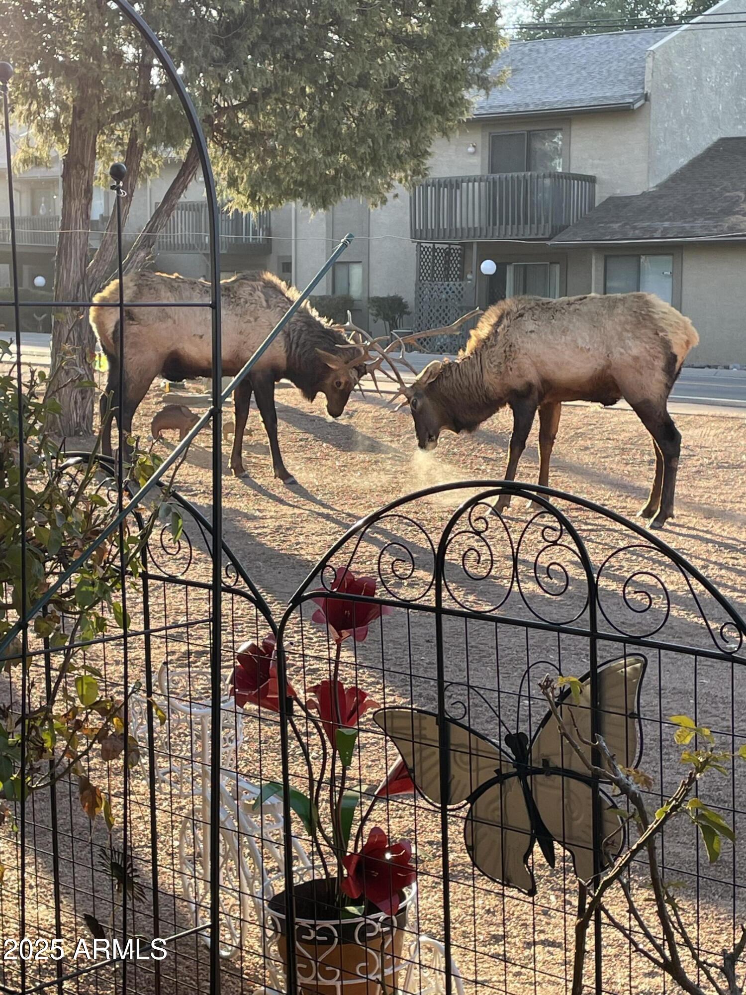 800 East Frontier Street Payson, AZ 85541 - Photo 39 of 40 IMG_5059