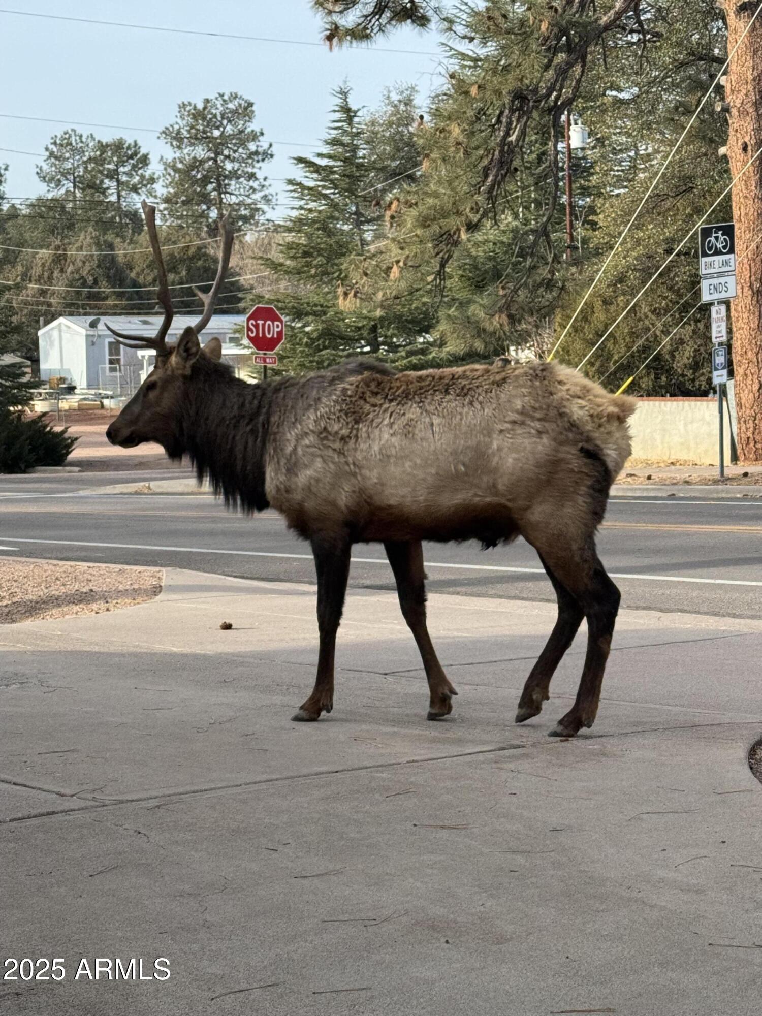 800 East Frontier Street Payson, AZ 85541 - Photo 40 of 40 IMG_5470