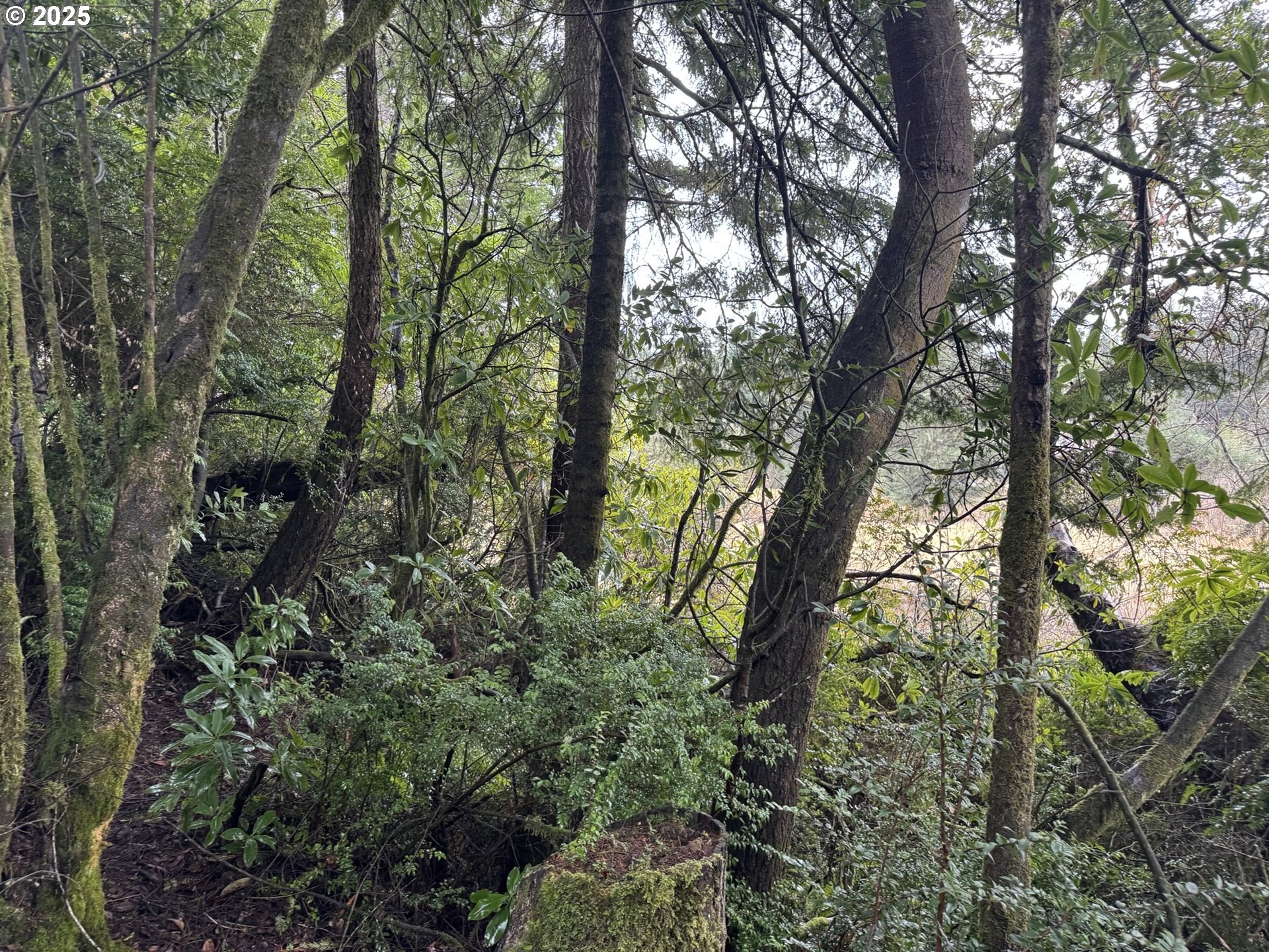 1 Pettit Lane North Bend, OR 97459 - Photo 11 of 14