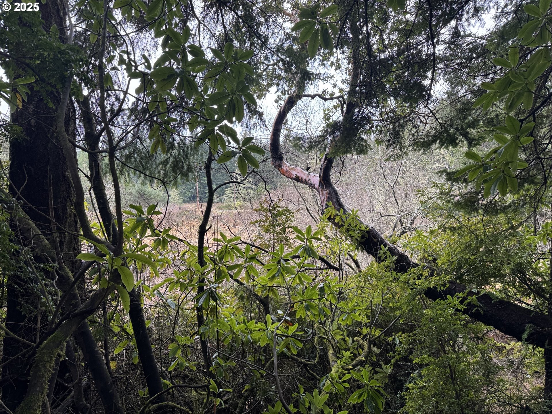 1 Pettit Lane North Bend, OR 97459 - Photo 4 of 14