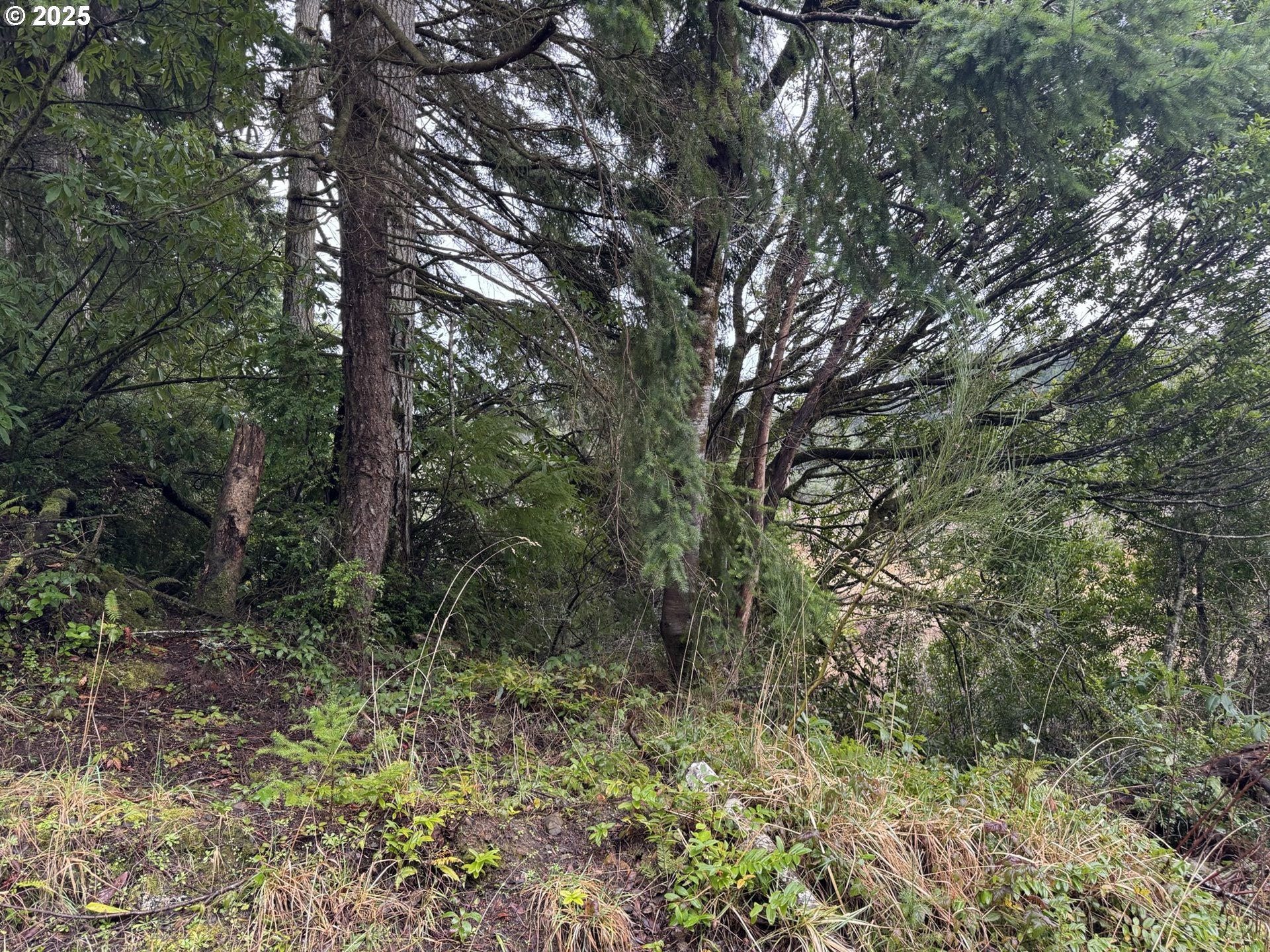 1 Pettit Lane North Bend, OR 97459 - Photo 5 of 14