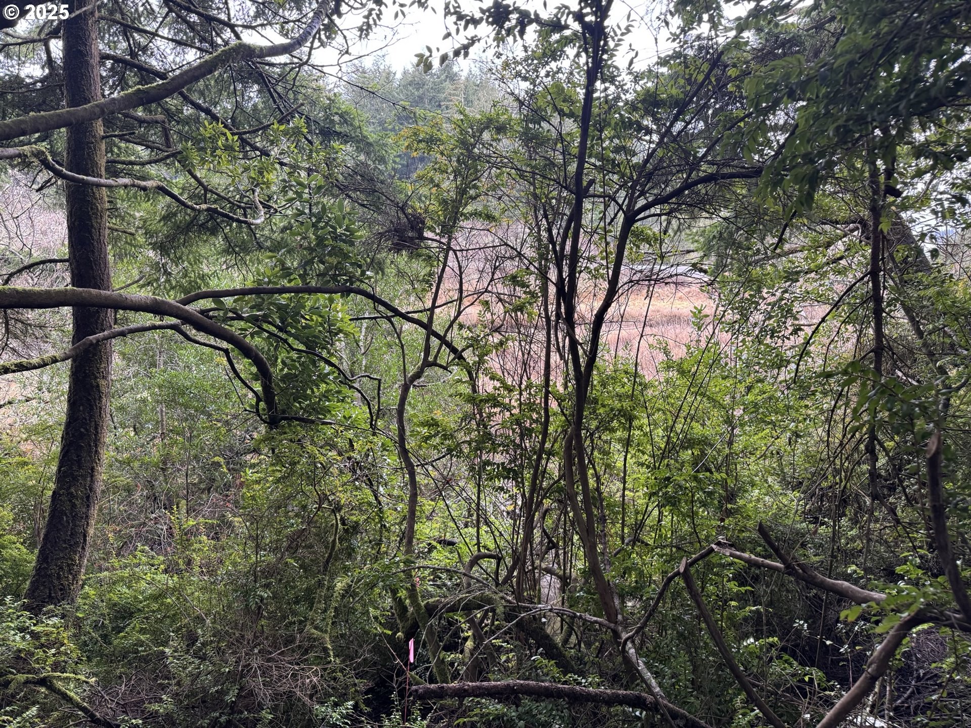 1 Pettit Lane North Bend, OR 97459 - Photo 6 of 14