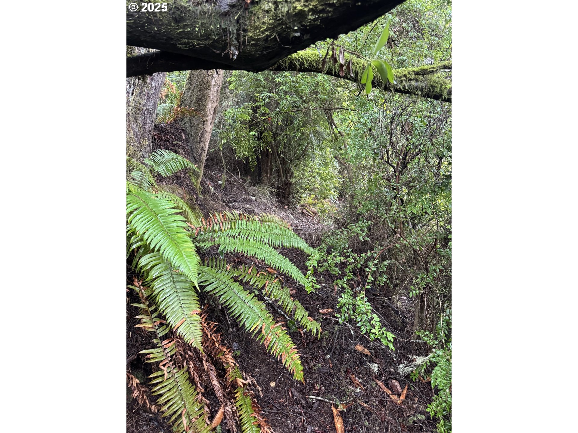 1 Pettit Lane North Bend, OR 97459 - Photo 7 of 14