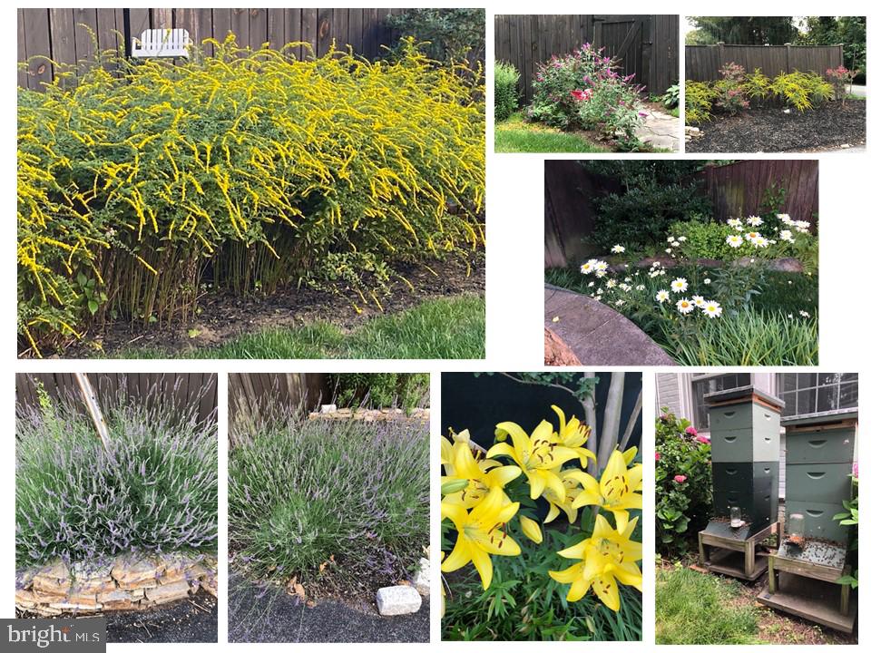 6400 Murray Hill Road Baltimore, MD 21212 - Photo 22 of 71 Backyard plantings