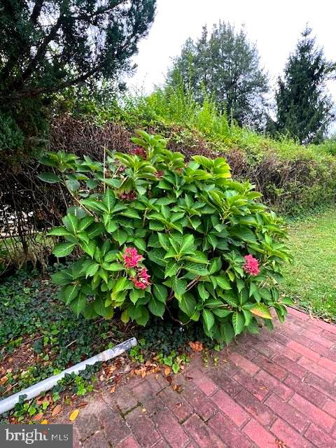 551 Washington Avenue Ewing, NJ 08628 - Photo 32 of 35 a view of a flower in a garden