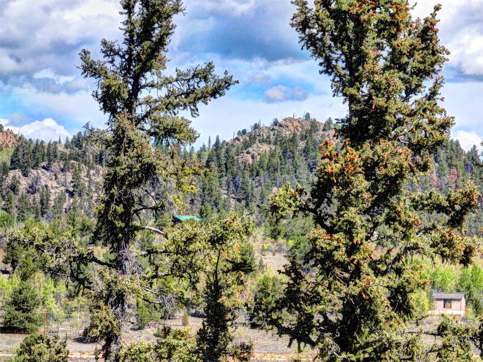 75 Swiggler Road Jefferson, CO 80456 - Photo 20 of 40 Gallery Image 20