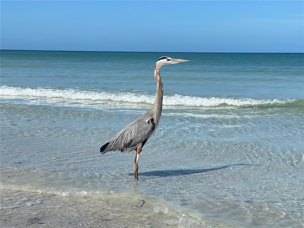 10171 45th Way Pinellas Park, FL 33782 - Photo 44 of 45 a view of a water yard