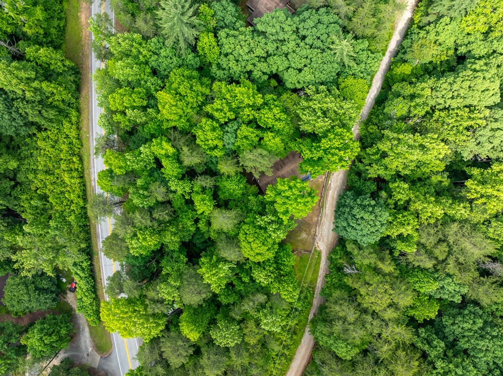 3573 Highway 356 Sautee Nacoochee, GA 30571 - Photo 13 of 53 a plant with lots of trees