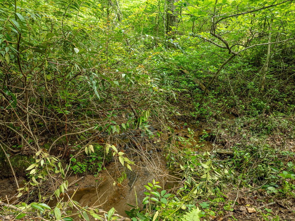 3573 Highway 356 Sautee Nacoochee, GA 30571 - Photo 10 of 53 a view of a tree in a yard