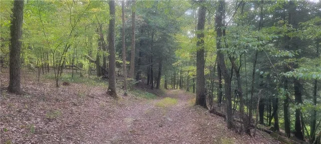 a view of a forest with lots of trees