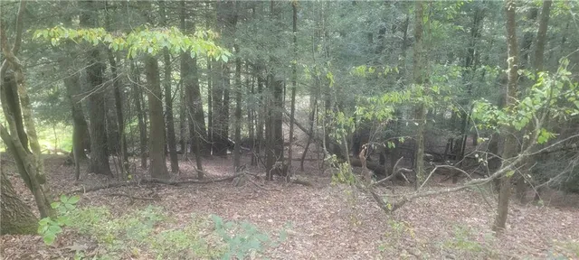 a view of a forest with trees