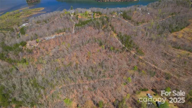 a plant with lots of trees