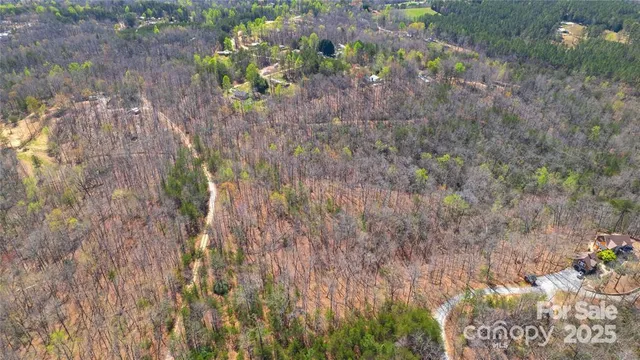 a view of a forest with a tree
