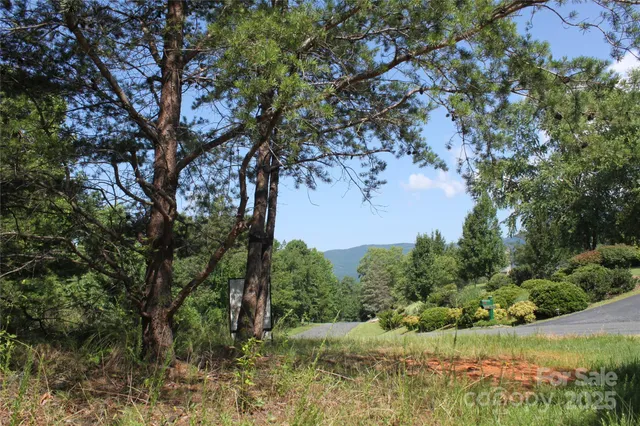 a view of a trees in a yard