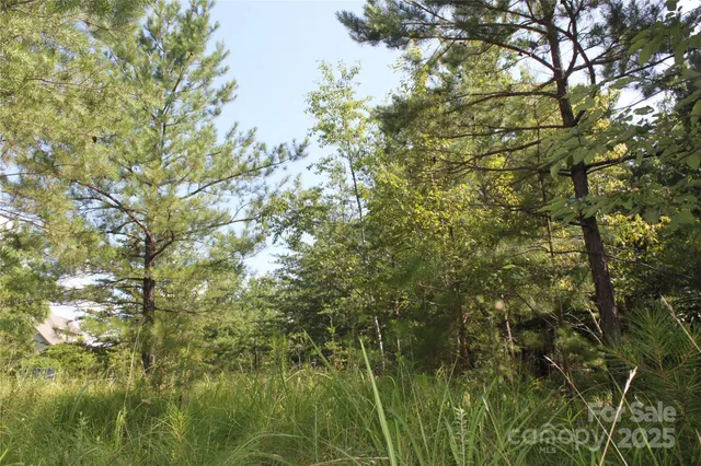 a view of a tree in a yard