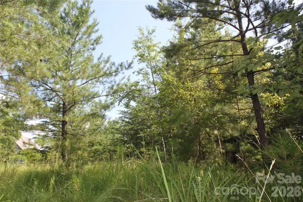 a view of a forest with trees