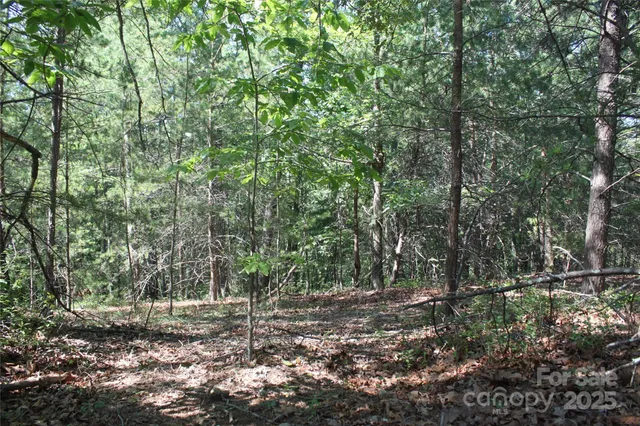 a view of a forest with trees