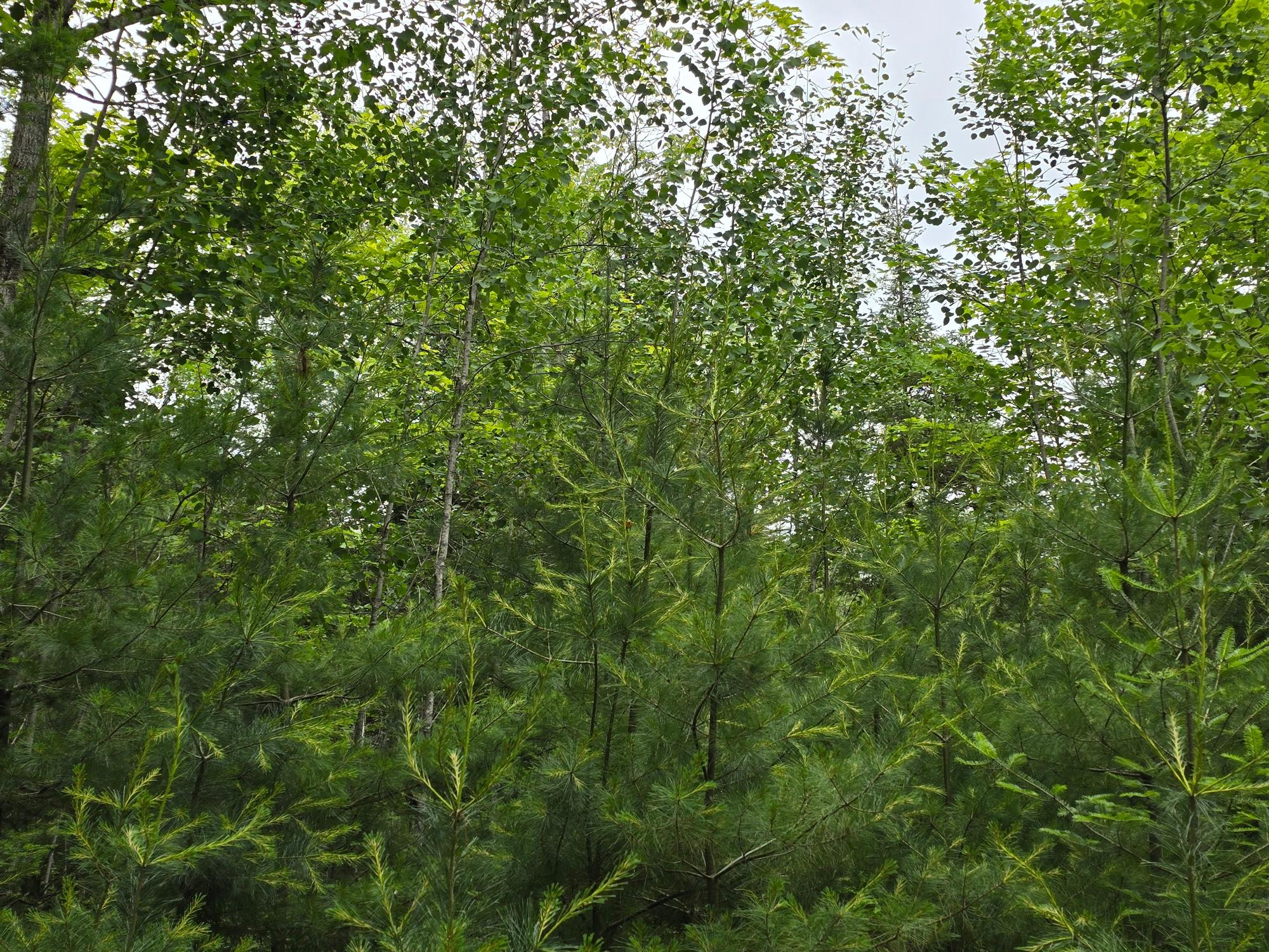 3598 Monheim Road Conover, WI 54519 - Photo 12 of 37 Gallery Image 12