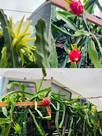 a view of a patio with couches table and chairs potted plants