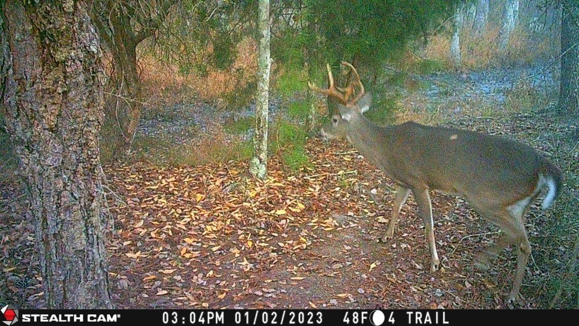 239 Aubie Road Samson, AL 36477 - Photo 22 of 50 Gallery Image 22