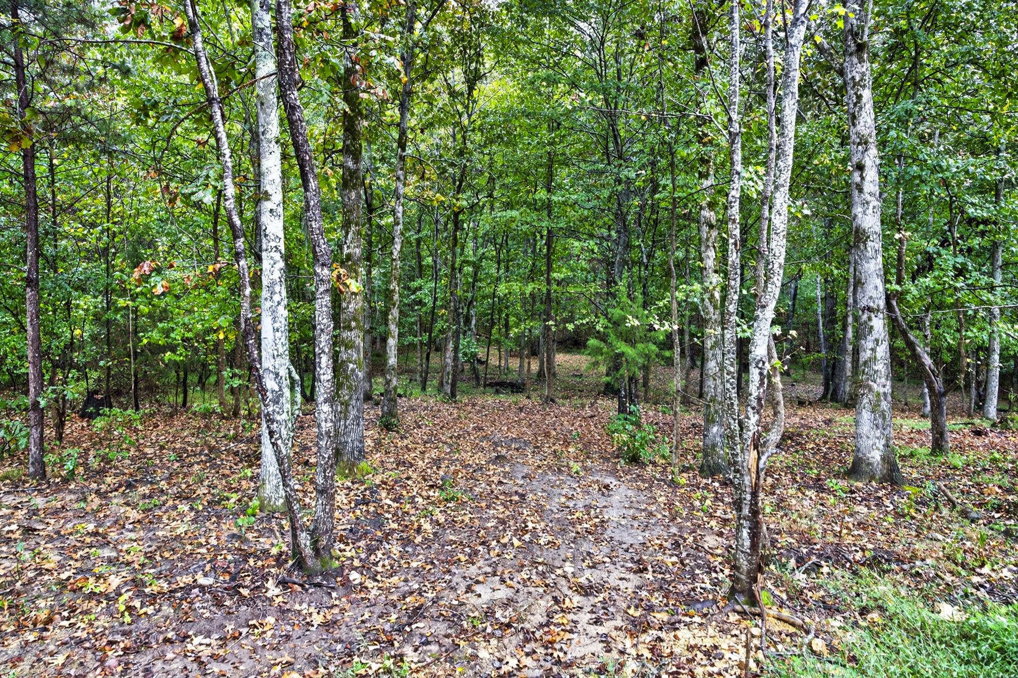 162 Webb Rd Extension Hampshire, TN 38461 - Photo 50 of 76 Gallery Image 50