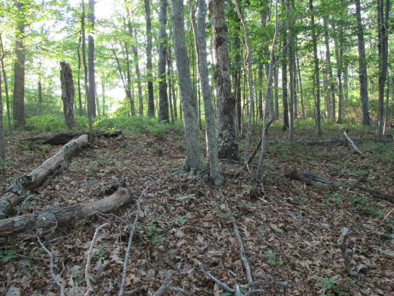 0 Higgs Road Northwest Willis, VA 24380 - Photo 11 of 17 IMG_0686