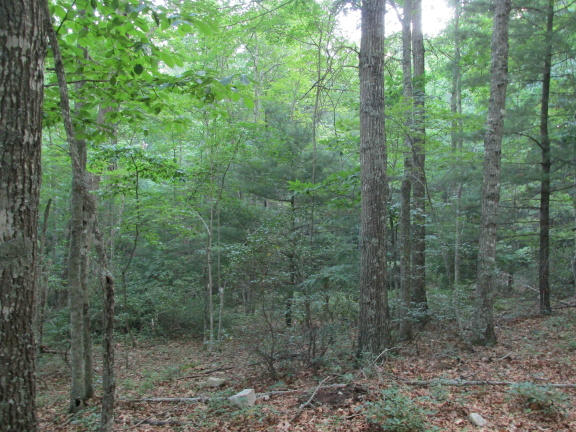 0 Higgs Road Northwest Willis, VA 24380 - Photo 5 of 17 IMG_0672