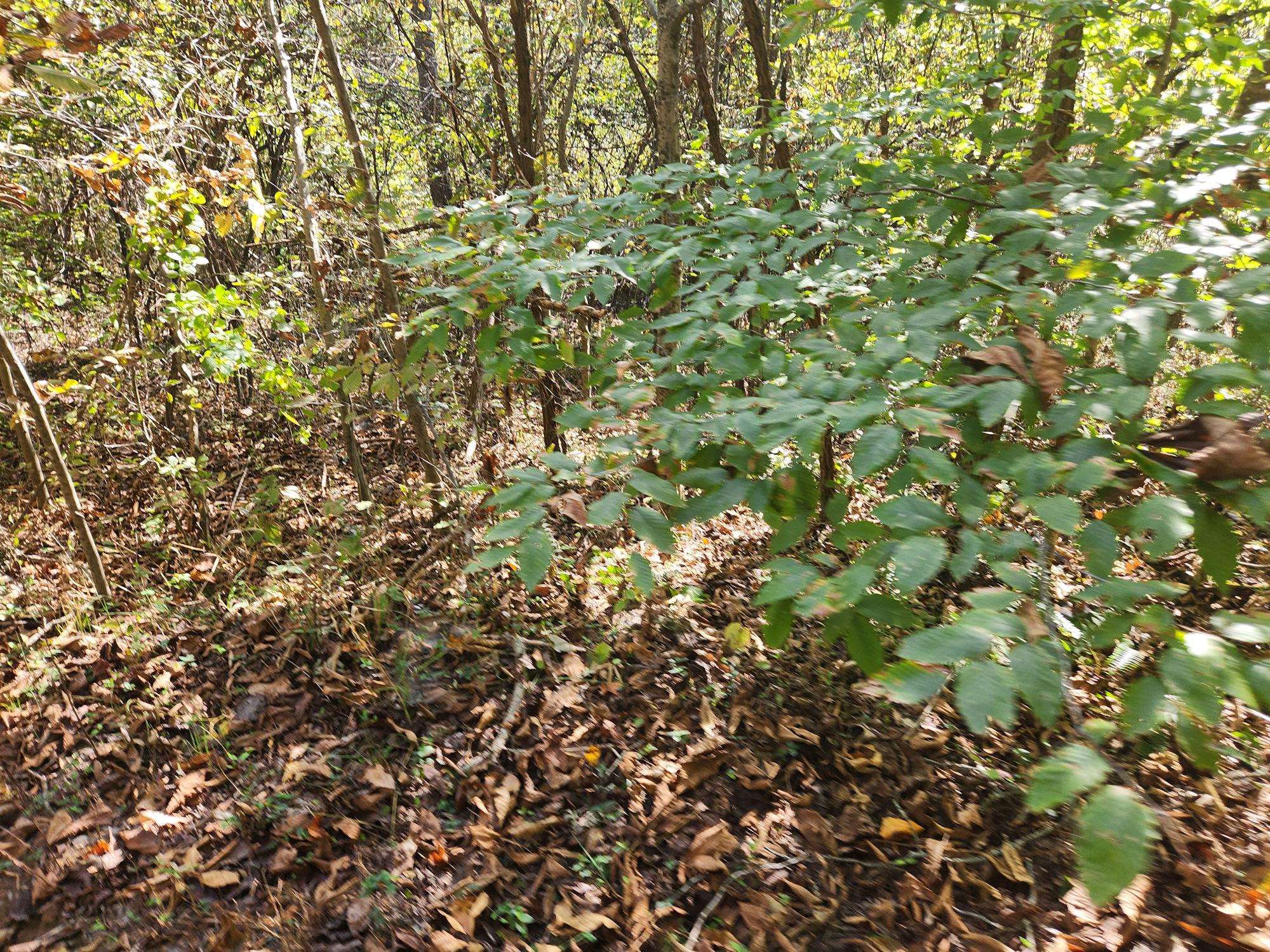 0 Kiser Fork Road Grayson, KY 41143 - Photo 36 of 48 Gallery Image 36