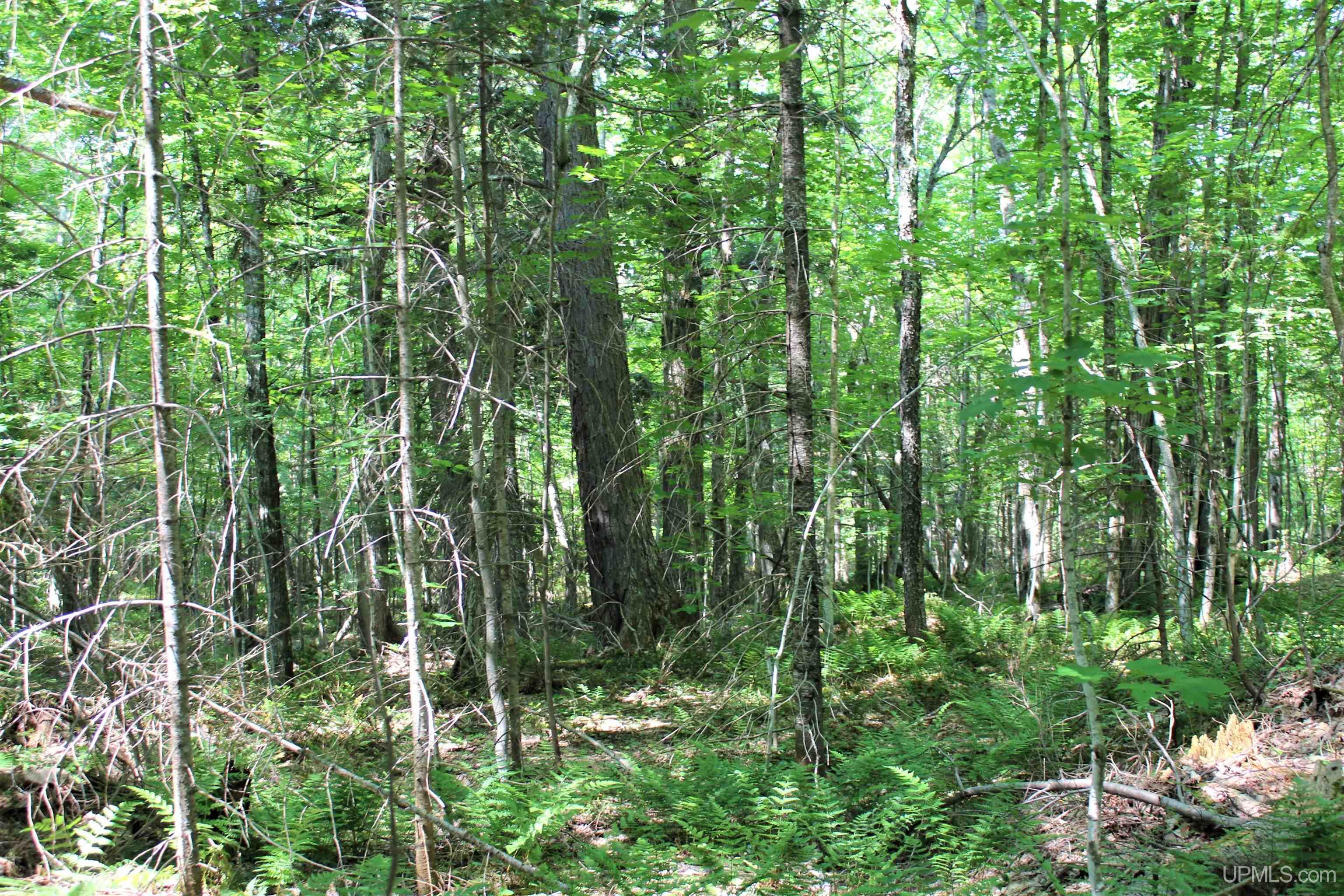 On West Shingleton Road Shingleton, MI 49884 - Photo 16 of 20