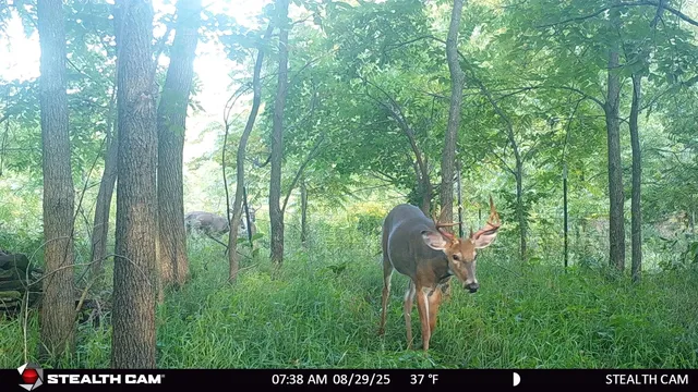 $239,900 | 40-ac County Road O, Oxford, WI 53952