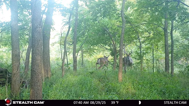 $239,900 | 40-ac County Road O, Oxford, WI 53952