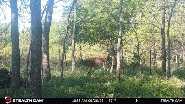 $239,900 | 40-ac County Road O, Oxford, WI 53952