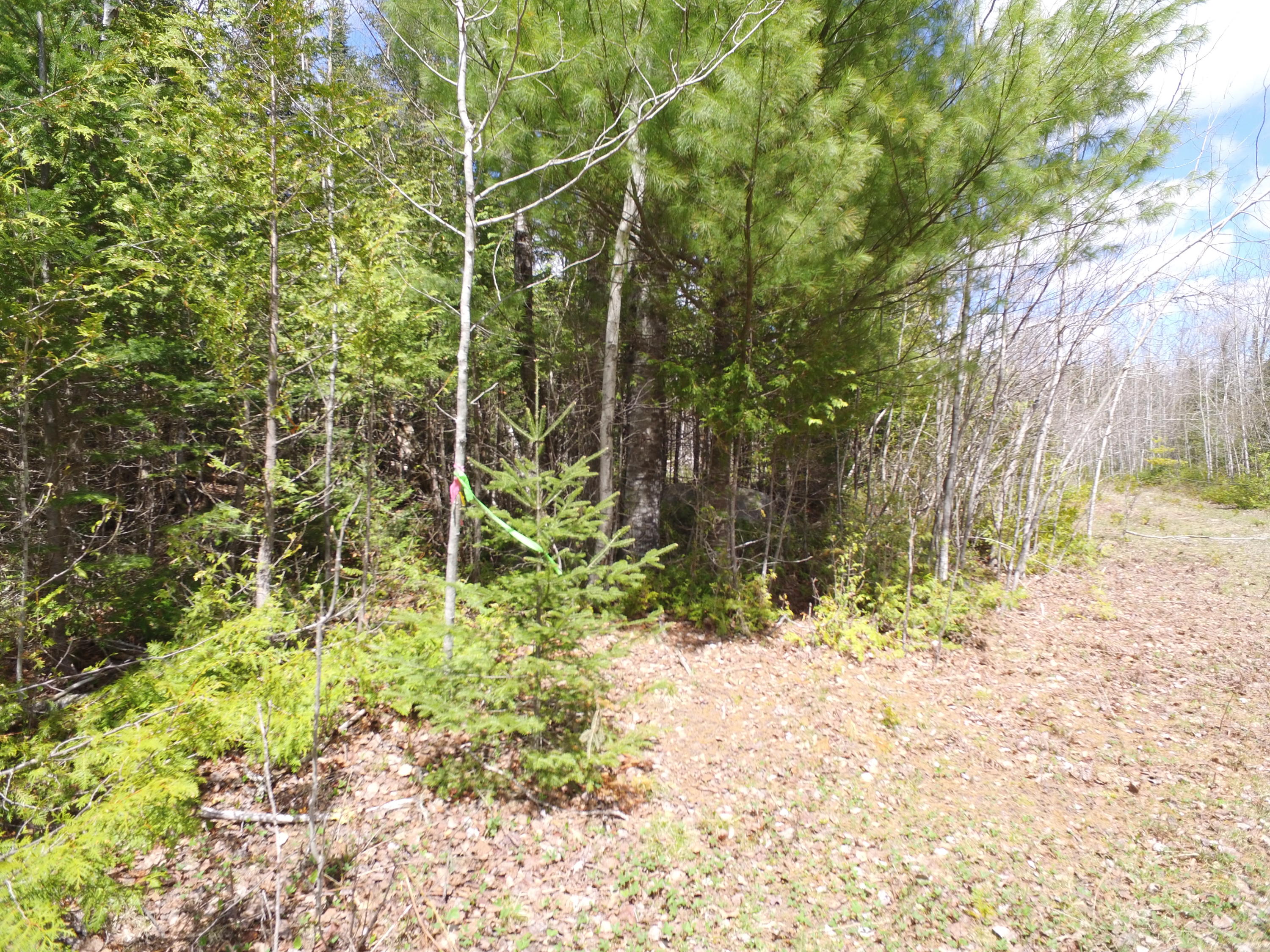 Lot 12 Off Lee Road Springfield, ME 04487 - Photo 21 of 23 DJI_0254