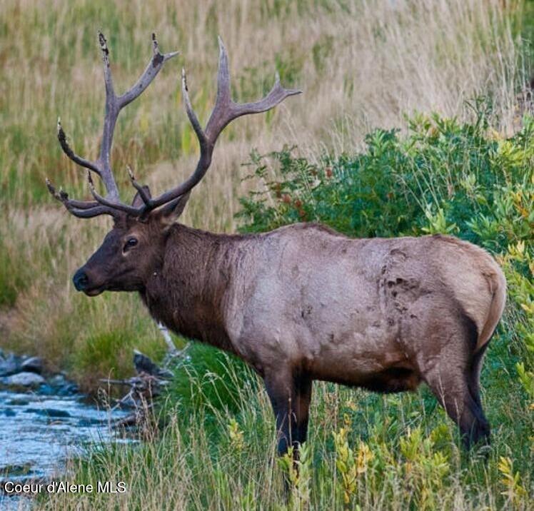 124 Brown Creek Road Naples, ID 83847 - Photo 61 of 65 Near to Area Wildlife