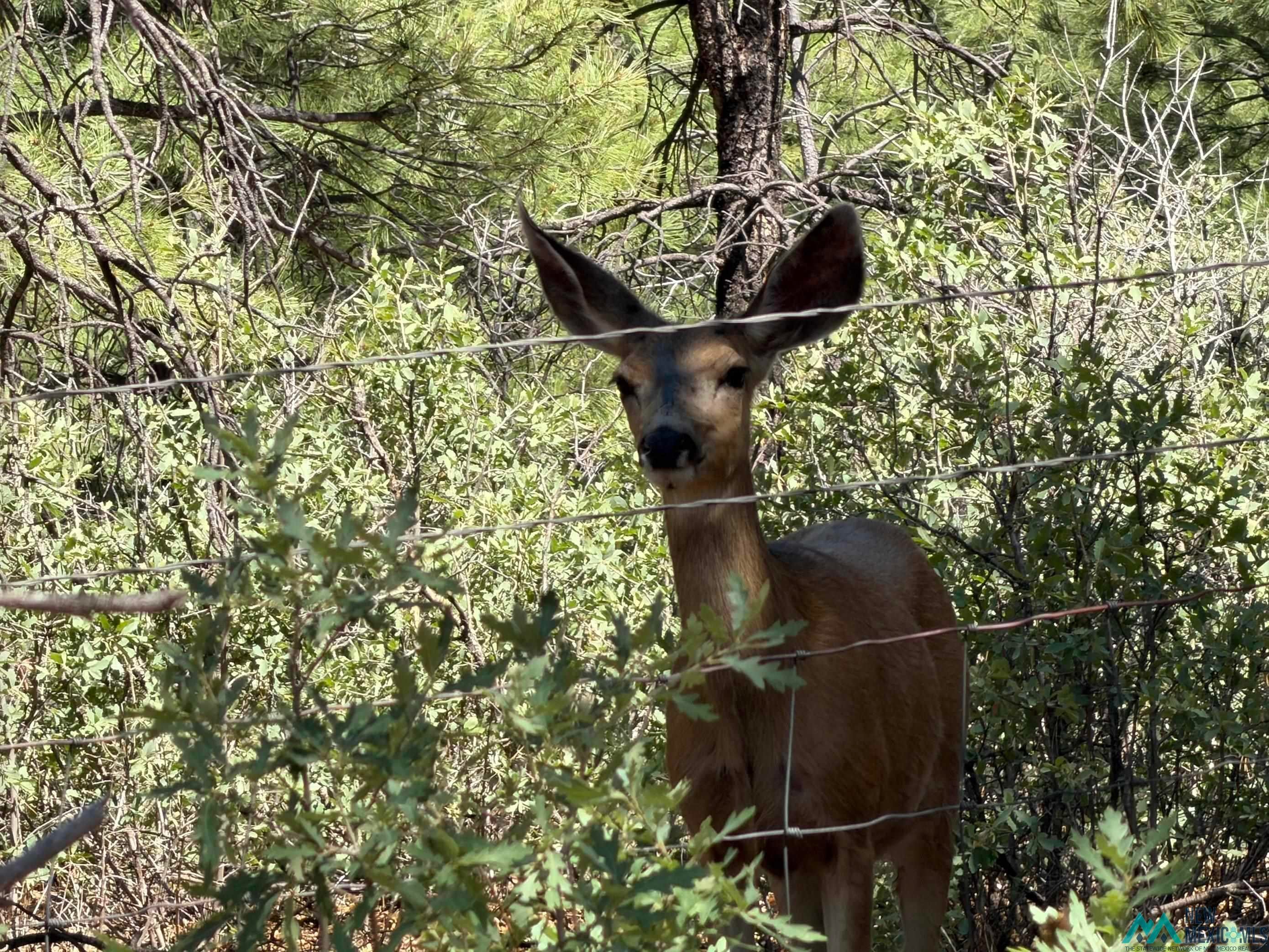 476 A18a County Road Las Vegas, NM 87701 - Photo 25 of 26 Gallery Image 25