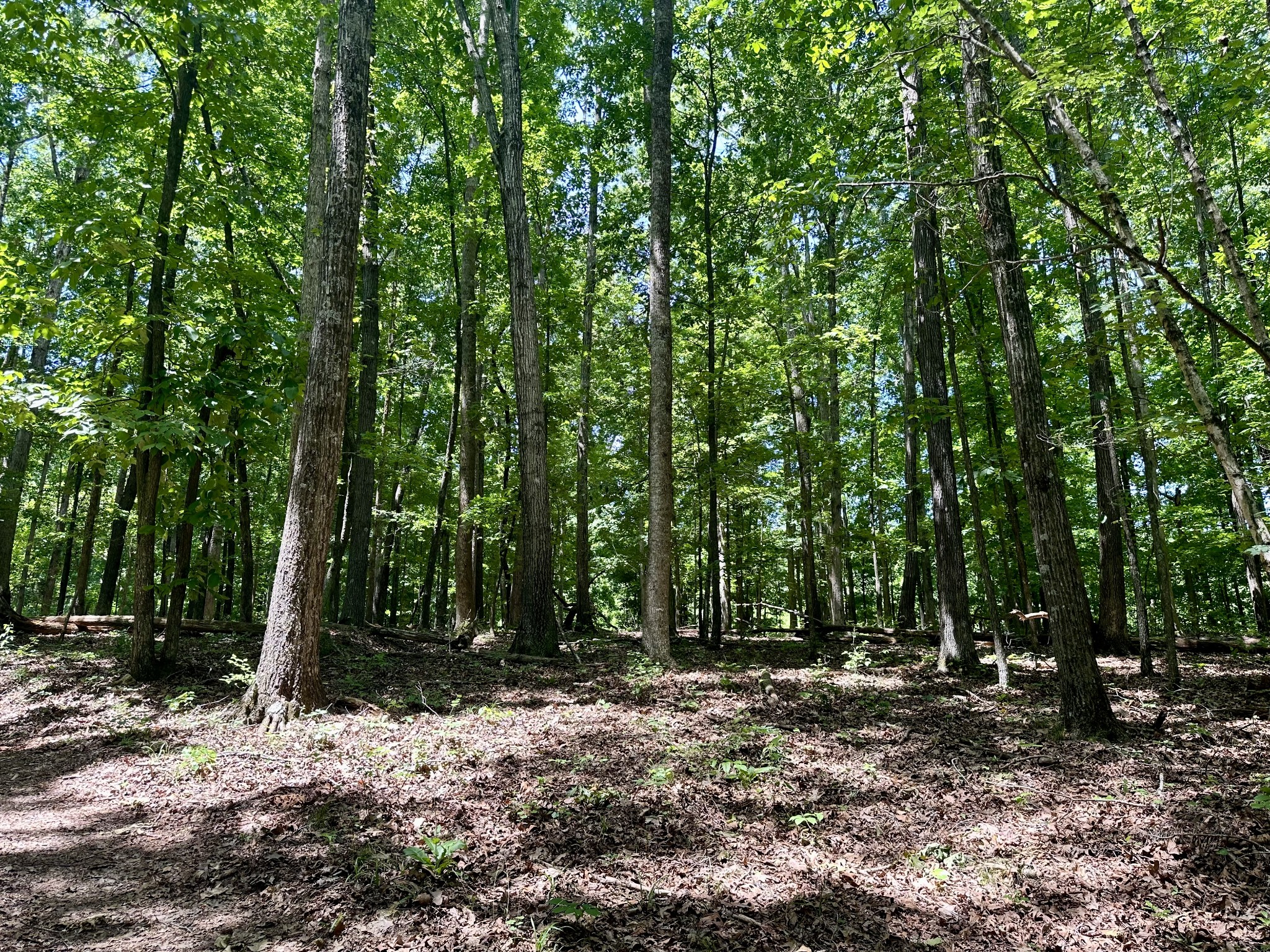 61 Nelson Road Lawrenceburg, TN 38464 - Photo 44 of 55 a view of outdoor space with lots of trees