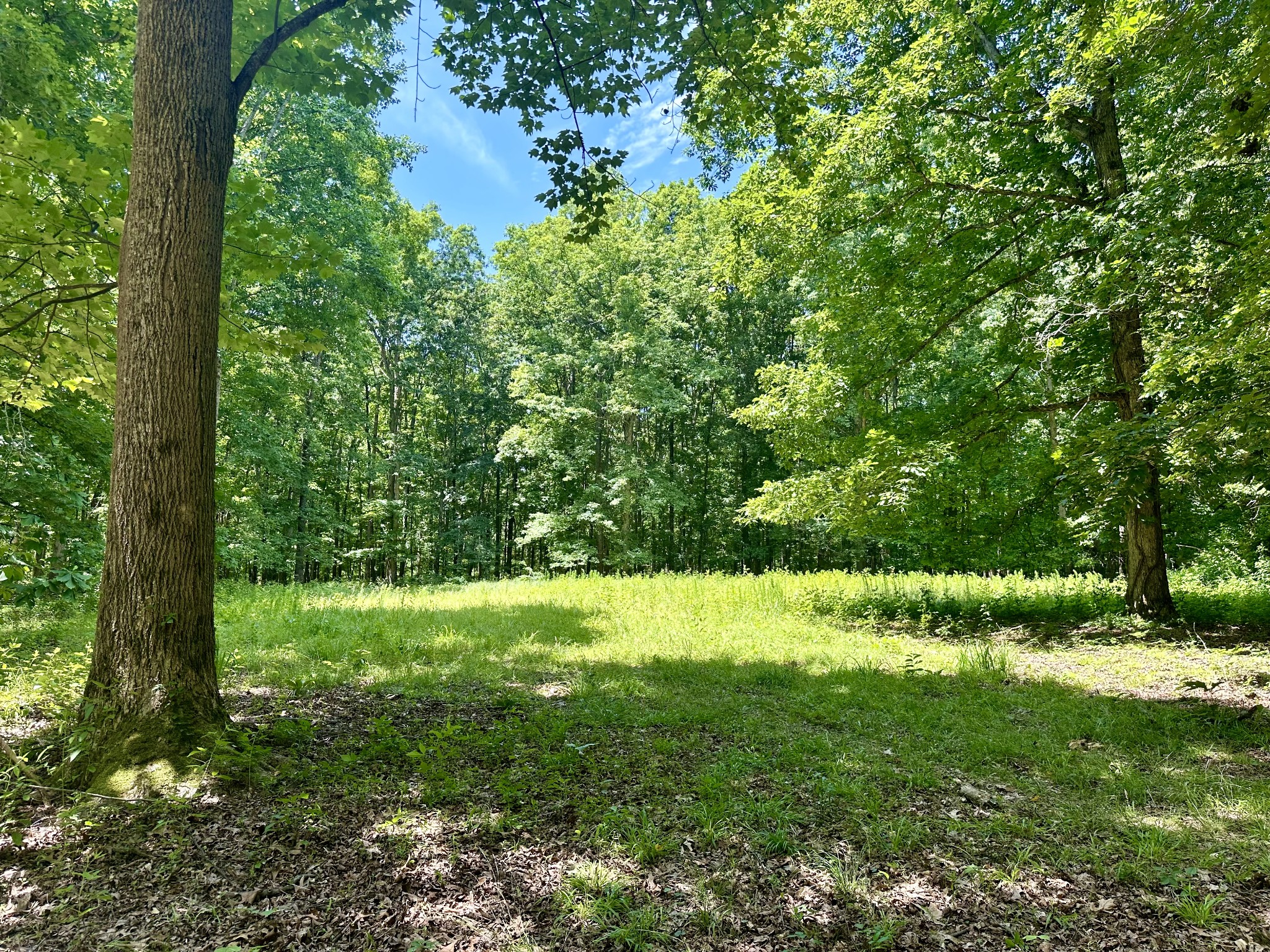 61 Nelson Road Lawrenceburg, TN 38464 - Photo 45 of 55 a view of outdoor space and yard