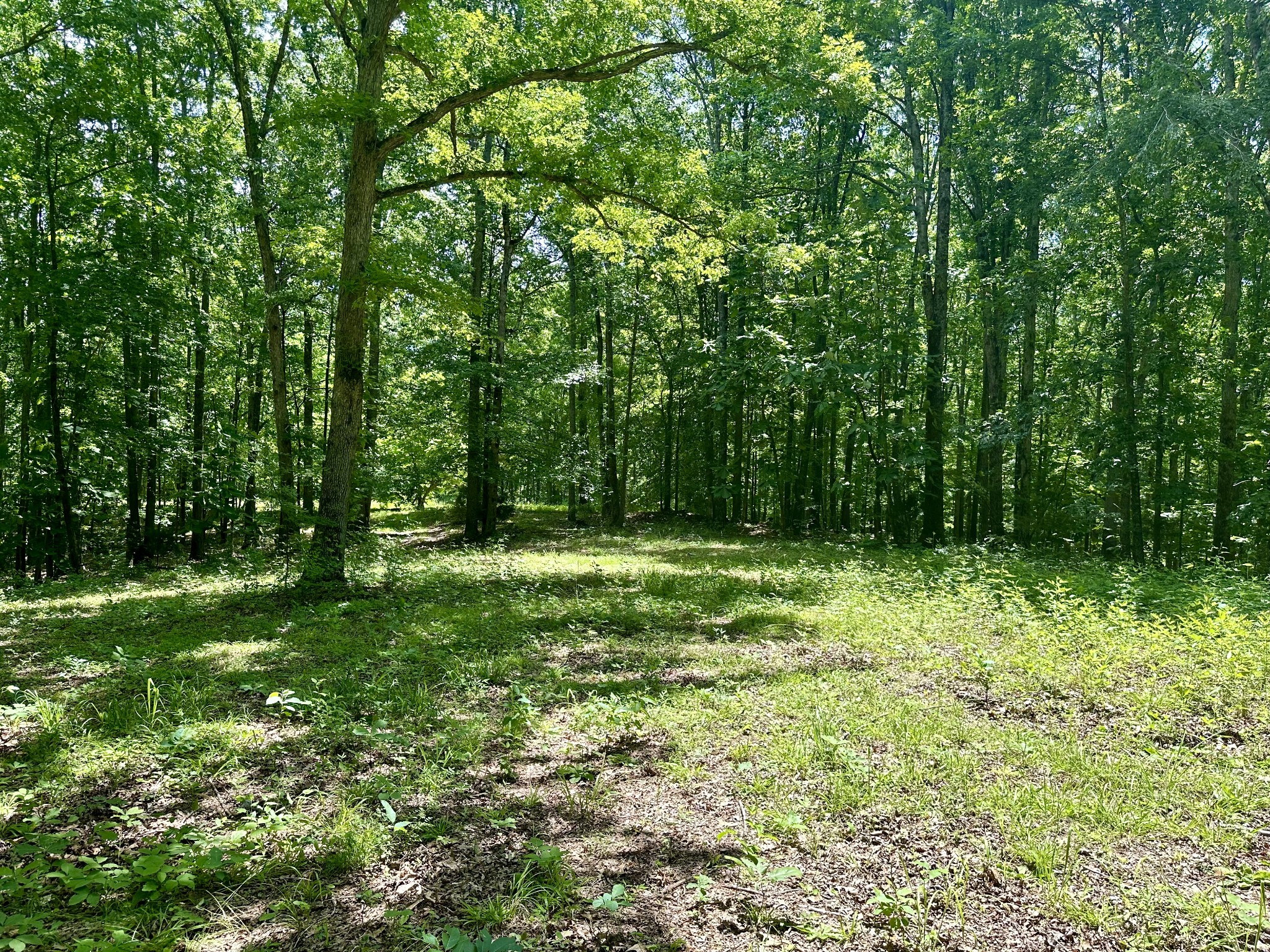 61 Nelson Road Lawrenceburg, TN 38464 - Photo 47 of 55 a view of outdoor space with a garden