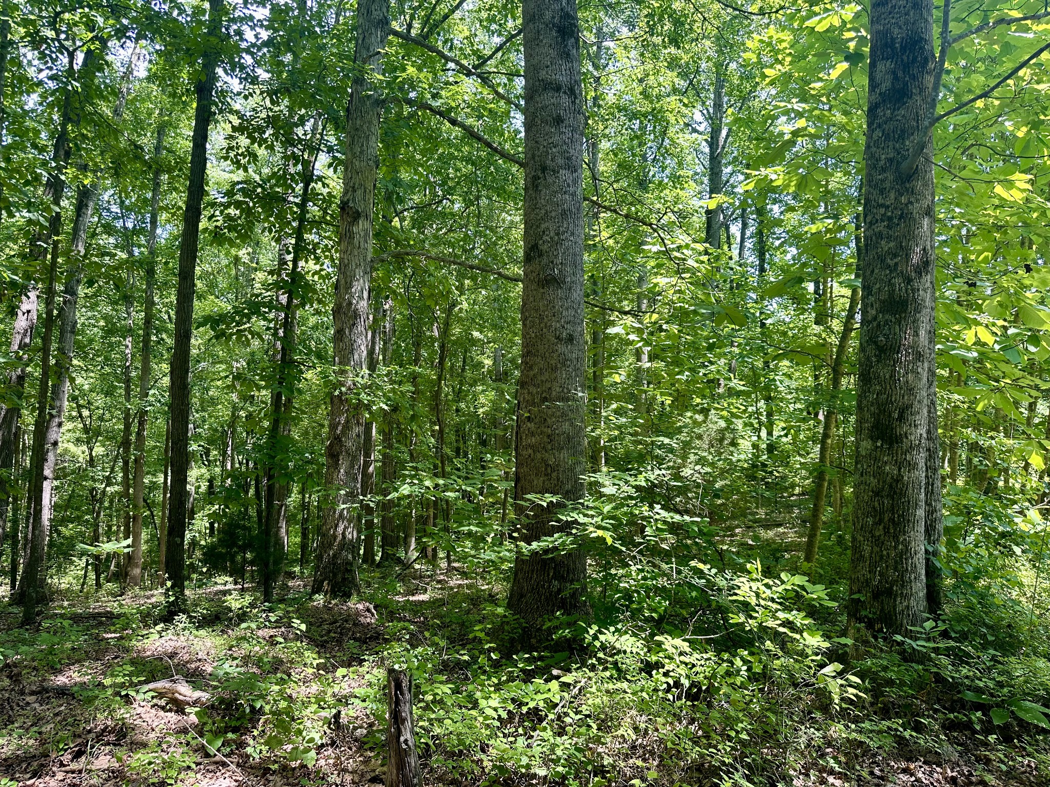 61 Nelson Road Lawrenceburg, TN 38464 - Photo 48 of 55 a view of a lush green forest