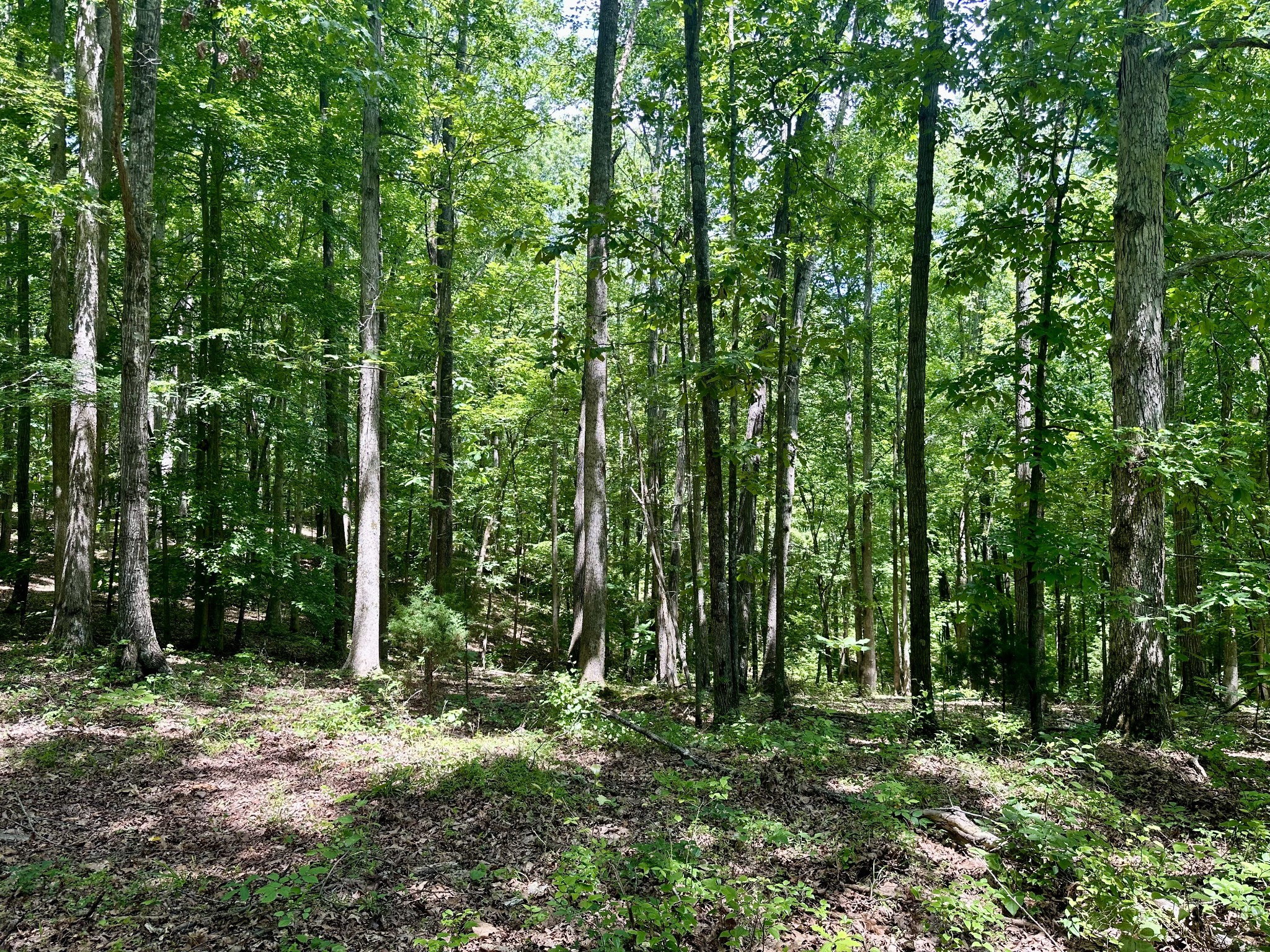 61 Nelson Road Lawrenceburg, TN 38464 - Photo 49 of 55 a big yard with lots of green space and trees