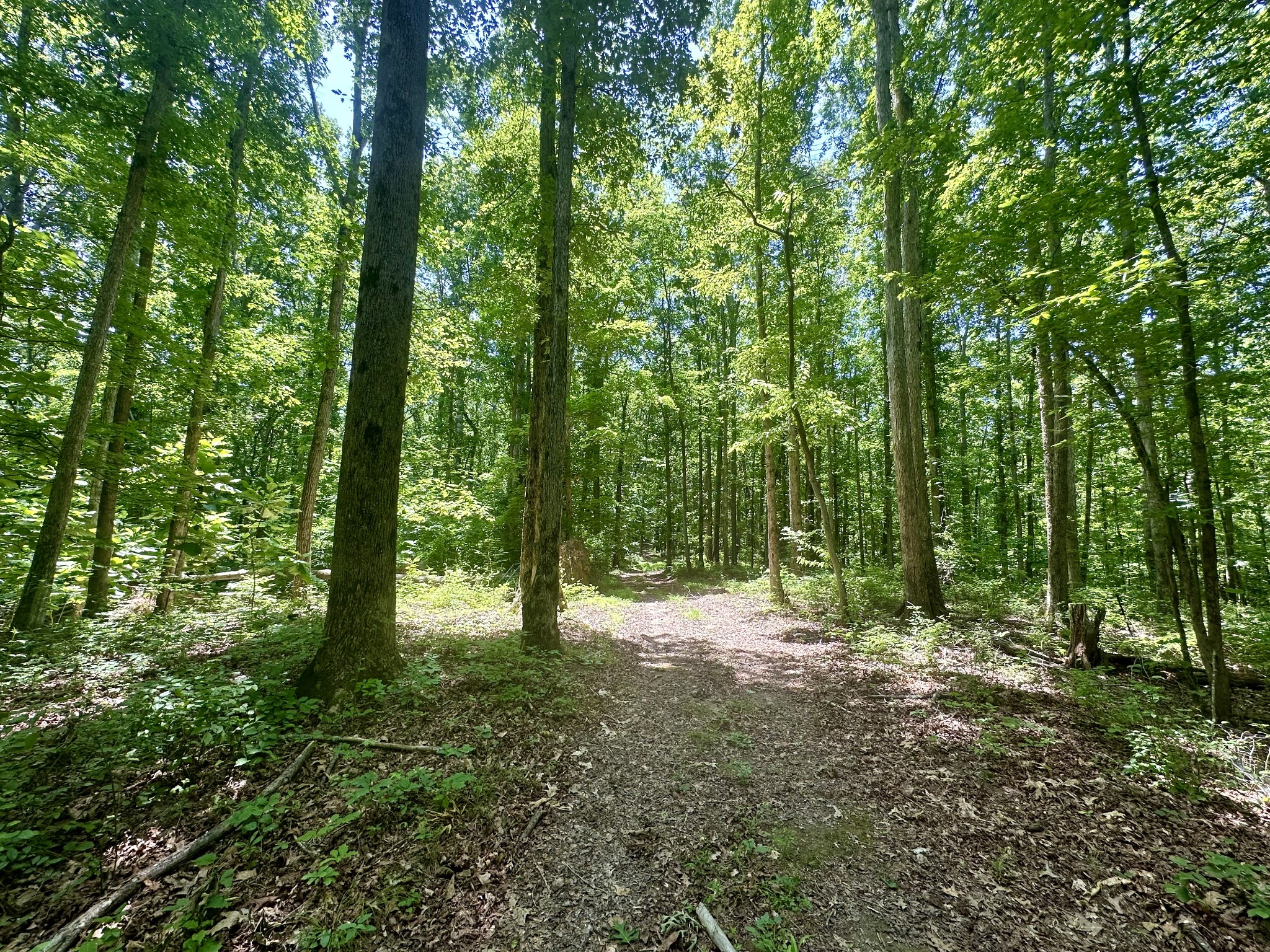 61 Nelson Road Lawrenceburg, TN 38464 - Photo 50 of 55 a view of outdoor space and trees