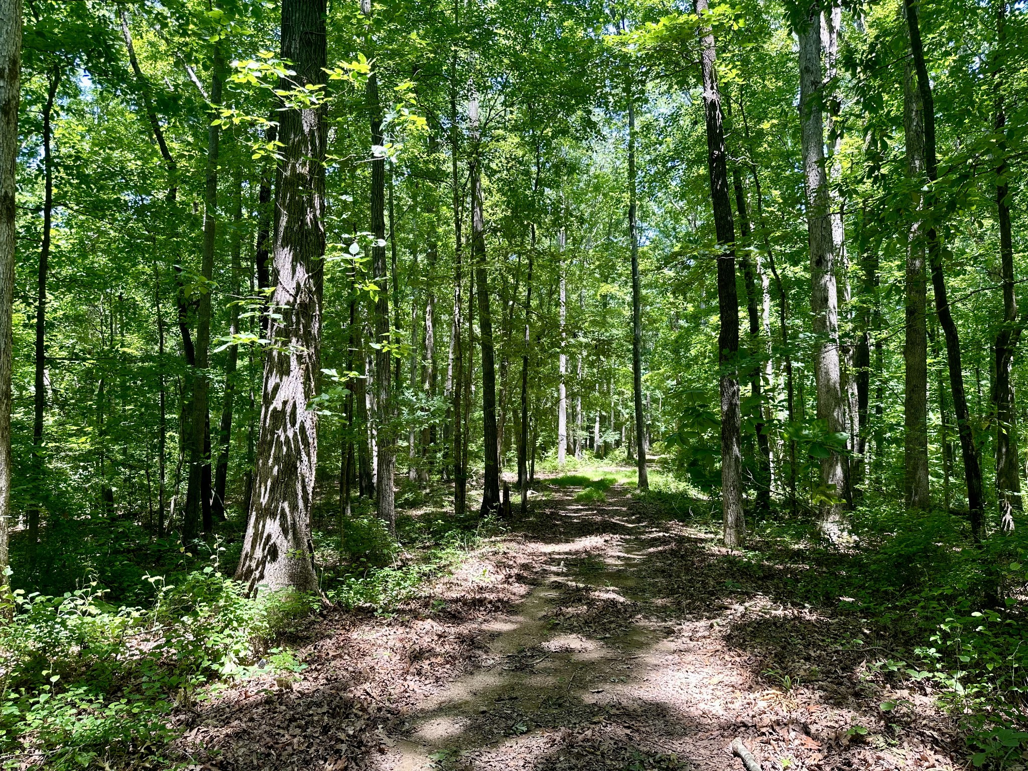 61 Nelson Road Lawrenceburg, TN 38464 - Photo 52 of 55 a view of outdoor space and green space