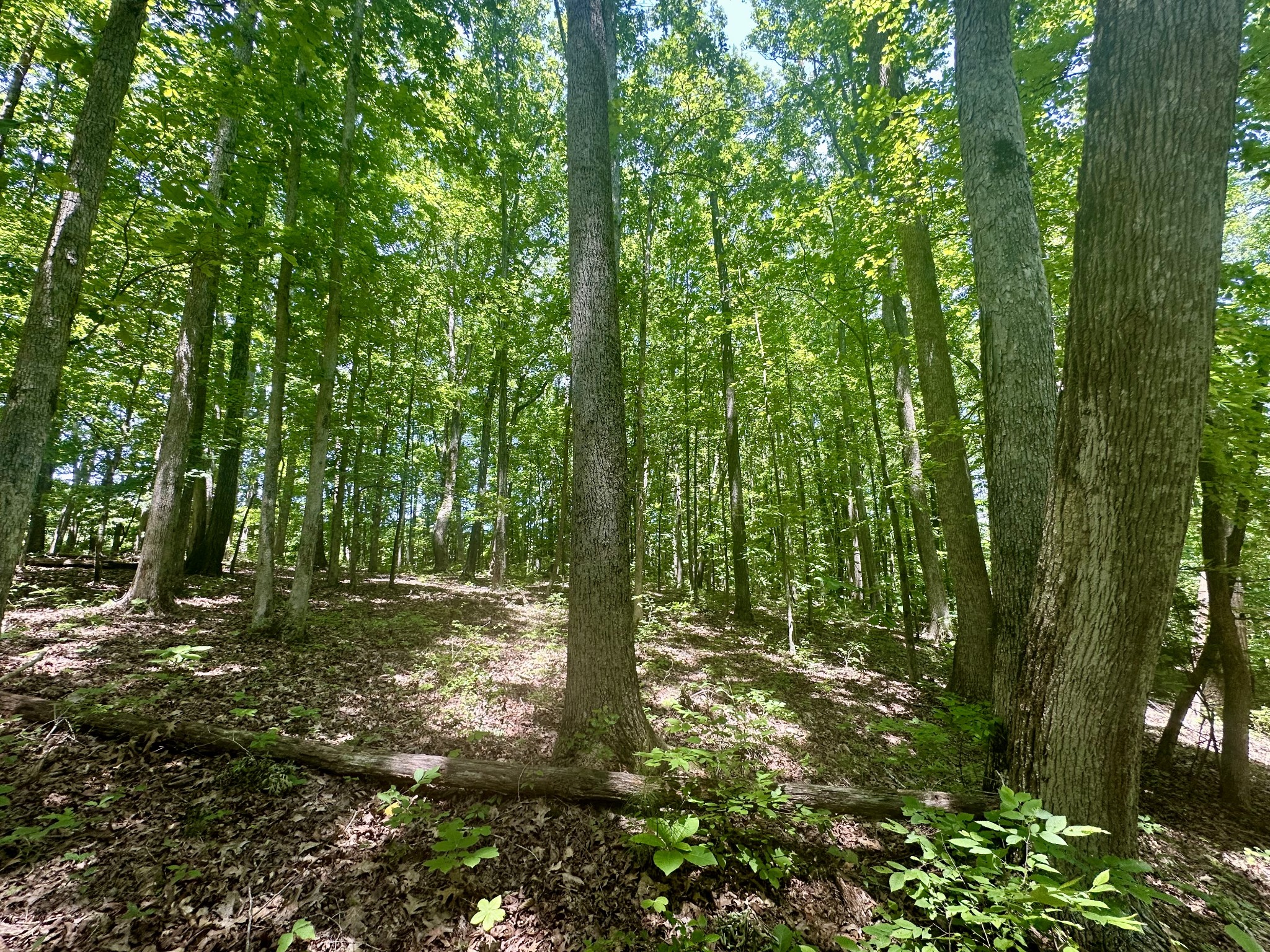 61 Nelson Road Lawrenceburg, TN 38464 - Photo 53 of 55 a big yard with lots of green space and trees