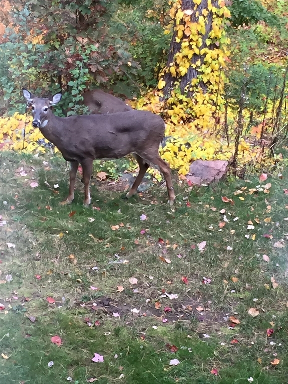 6 Greystone Drive, Unit 6 Middleton, MA 01949 - Photo 39 of 40
